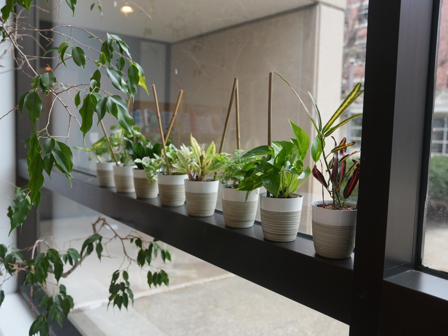 View of 8 potted plants along a window ledge.